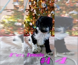 Goldendoodle Puppy for sale in FORSYTH, GA, USA