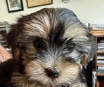 Puppy 5 Yorkshire Terrier