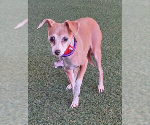 Medium Photo #1 Chihuahua Puppy For Sale in Woodland, CA, USA