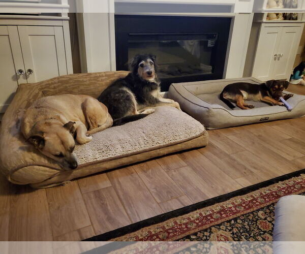 Medium Photo #7 Daug Puppy For Sale in Escondido, CA, USA