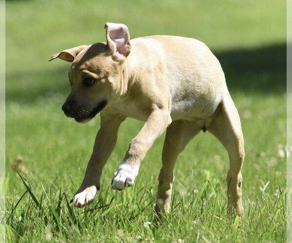 Medium Photo #3 Shepradors Puppy For Sale in Mechanicsburg, PA, USA