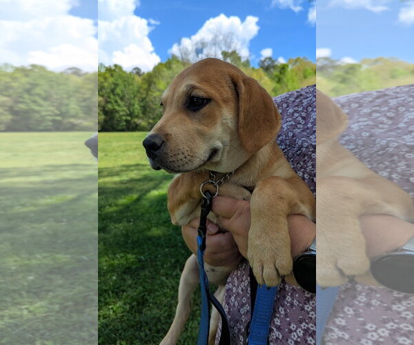 Medium Photo #1 Labrador Retriever-Unknown Mix Puppy For Sale in Milner, GA, USA