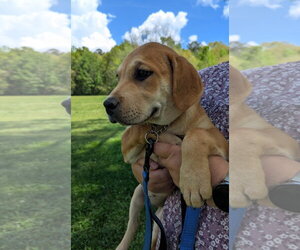 Labrador Retriever-Unknown Mix Dogs for adoption in Milner, GA, USA