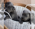 Small Photo #3 Cane Corso-Irish Wolfhound Mix Puppy For Sale in MESA, AZ, USA