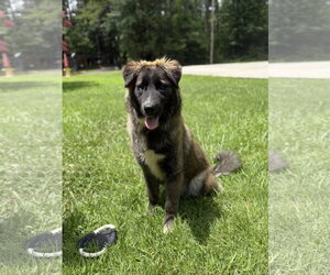 Great Pyrenees Dogs for adoption in Yardley, PA, USA