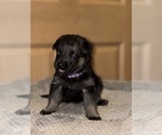 Small #16 German Shepherd Dog
