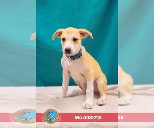 Labrador Retriever-Unknown Mix Dogs for adoption in Mobile, AL, USA