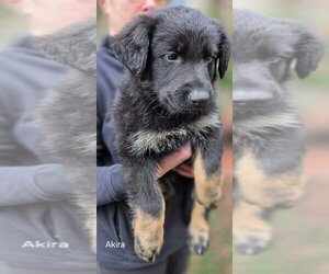 Medium German Shepherd Dog