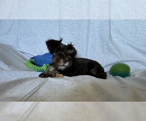 Medium Schnauzer (Miniature)