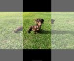 Small #3 Dachshund
