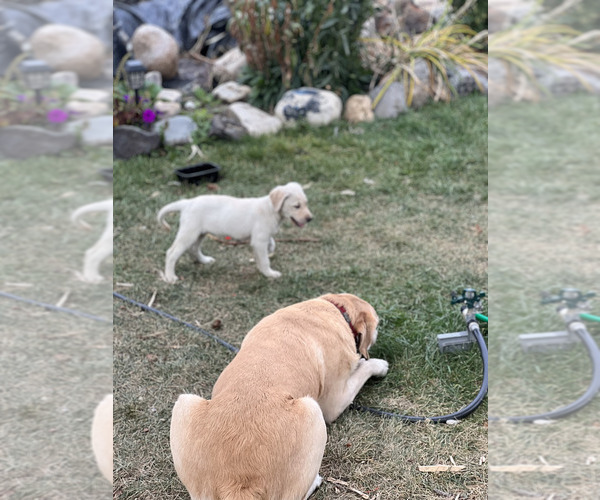 Medium Photo #3 Labrador Retriever Puppy For Sale in SPOKANE, WA, USA