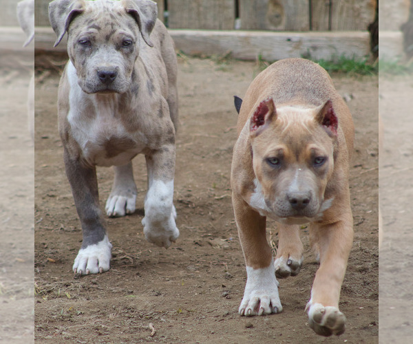 Medium Photo #12 American Bully Puppy For Sale in BAKERSFIELD, CA, USA