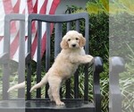 Small Photo #4 Goldendoodle Puppy For Sale in BERLIN, NJ, USA