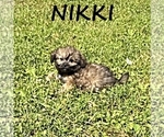 Small #2 Shih-Poo