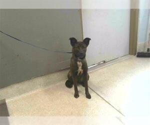 Labrador Retriever-Unknown Mix Dogs for adoption in Tallahassee, FL, USA
