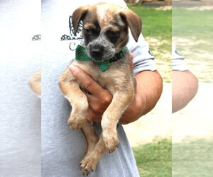 Australian Shepherd-Unknown Mix Dogs for adoption in Bandera, TX, USA