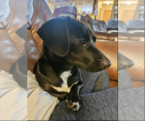 Dachshund-Unknown Mix Dogs for adoption in Cranston, RI, USA