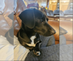 Small Dachshund Mix