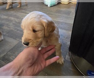 Medium Golden Retriever