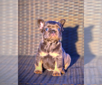 Small #14 French Bulldog