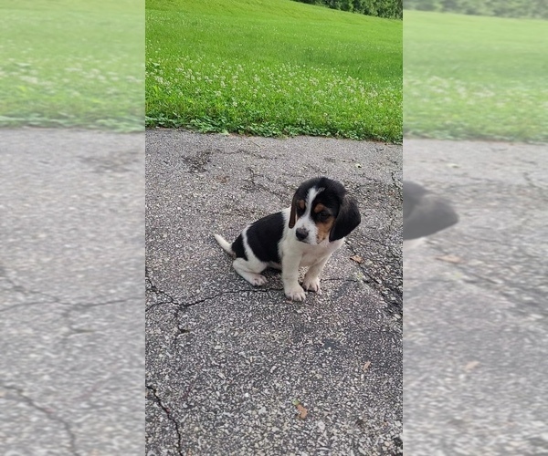 Medium Photo #9 Beagle Puppy For Sale in FENNIMORE, WI, USA
