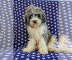 Small Photo #2 Cavapoo Puppy For Sale in KINZERS, PA, USA
