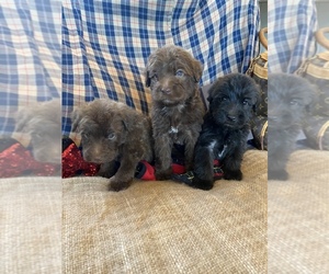 Soft Coated Wheaten Terrier Puppy for sale in TEMECULA, CA, USA