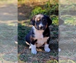 Puppy Colleen Border Collie-Newfoundland Mix
