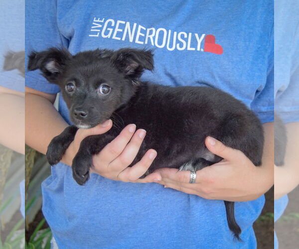 Medium Photo #2 Chiranian Puppy For Sale in Huntley, IL, USA