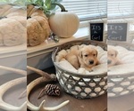Small Photo #7 Labrador Retriever Puppy For Sale in GOBLES, MI, USA