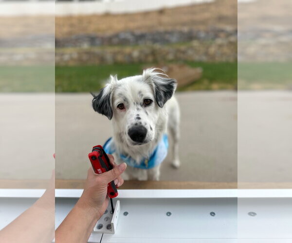 Medium Photo #15 Australian Shepherd-Unknown Mix Puppy For Sale in Sandy, UT, USA