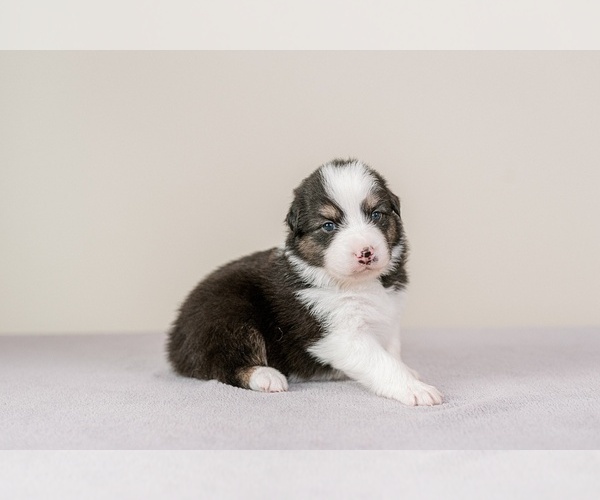 Medium Photo #9 Australian Shepherd Puppy For Sale in LA RUE, OH, USA