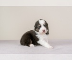 Small Photo #9 Australian Shepherd Puppy For Sale in LA RUE, OH, USA