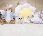 Small Photo #2 Poodle (Toy) Puppy For Sale in Seoul, Seoul, Korea, South