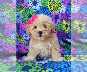 Lhasa-Poo Puppy for sale in LINCOLN UNIV, PA, USA