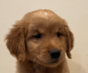 Golden Retriever Puppy for Sale in COLUMBUS, Indiana USA