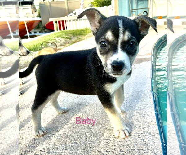 Medium Photo #1 Mutt Puppy For Sale in Royal Palm Beach, FL, USA