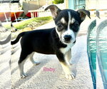 Baby* - Female Mutt Dog for Adoption - Small photo