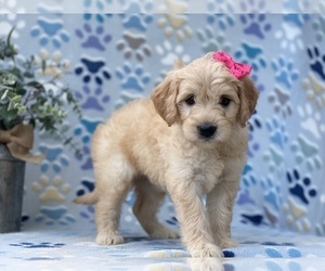 Goldendoodle (Miniature) Puppy for sale in LANCASTER, PA, USA