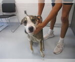 Small Plott Hound Mix