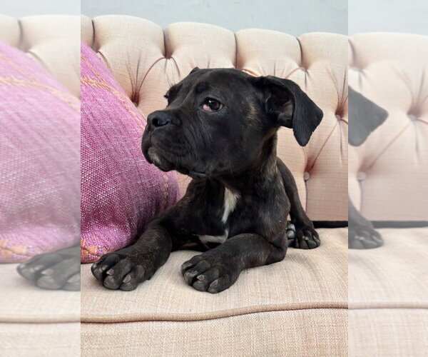 Medium Photo #2 Mutt Puppy For Sale in Marina Del Rey, CA, USA