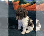 Small Photo #2 Labradoodle Puppy For Sale in BIGFORK, MT, USA