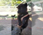 Small Photo #13 German Shepherd Dog-Wolf Hybrid Mix Puppy For Sale in DALTON, OH, USA