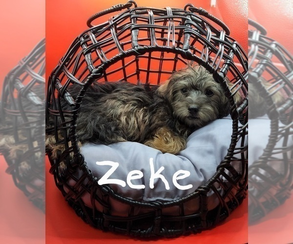 Medium Photo #10 YorkiePoo Puppy For Sale in BLUE MOUND, TX, USA