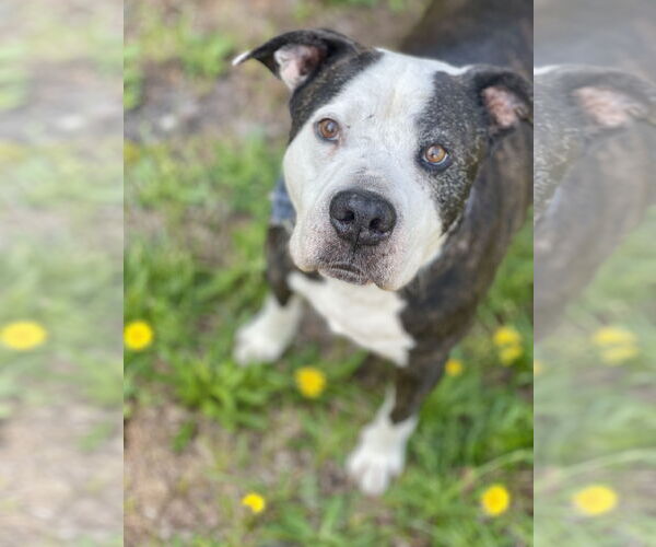 Medium Photo #15 Mutt Puppy For Sale in Mount Laurel, NJ, USA