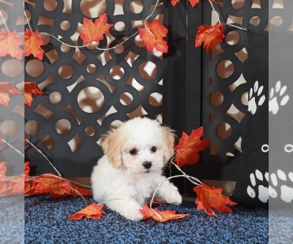 Medium Photo #2 Bichpoo Puppy For Sale in MOUNT VERNON, OH, USA