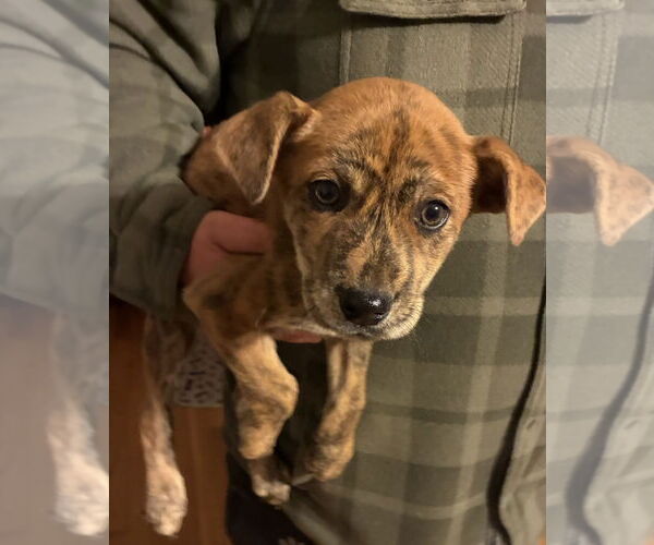 Medium Photo #1 Boxer-Retriever  Mix Puppy For Sale in Pottstown, PA, USA