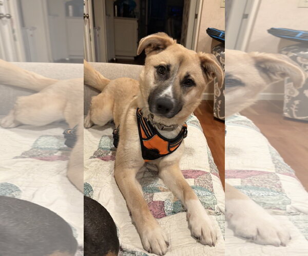 Medium Photo #4 German Shepherd Dog-Unknown Mix Puppy For Sale in Cuyahoga Falls , OH, USA