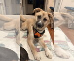 Small #3 German Shepherd Dog Mix