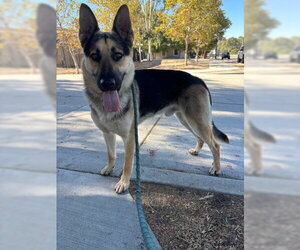 German Shepherd Dog-Unknown Mix Dogs for adoption in Redlands, CA, USA
